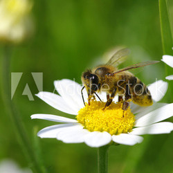 Bee on flower