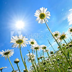 Der Sonne entgegen: Margeriten