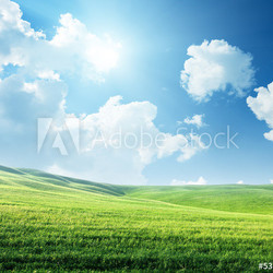 field of spring grass and sunny day