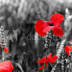 Poppy - For Remembrance Day