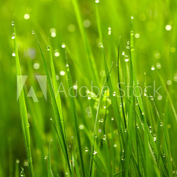 Green grass with waterdrops
