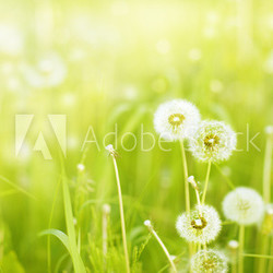 Charm of summer