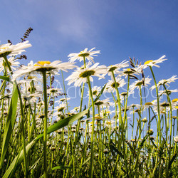 Einladung zum Entspannen: Margeritenwiese im Frühling