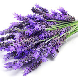 lavender flowers