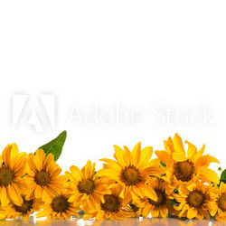 Heliopsis