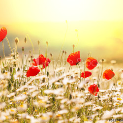 Poppy
