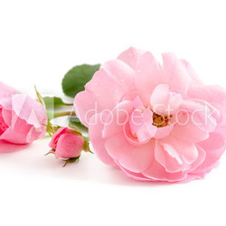 Rosa Rosen