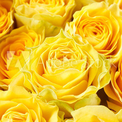 beautiful roses