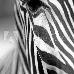 Monochromatic zebra skin texture