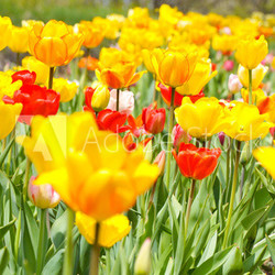 Tulpen