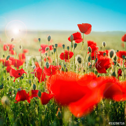 Les coquelicots au soleil