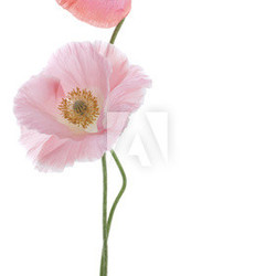 poppy
