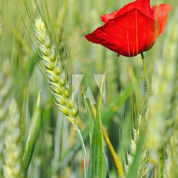 coquelicot et épis d'orge