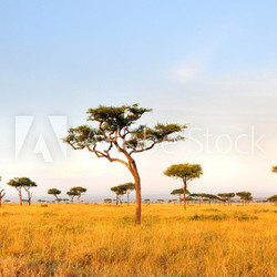 Acacia Tree