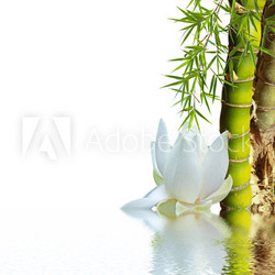 bambou asiatique et lotus blanc