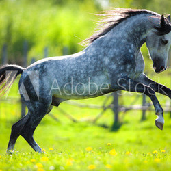 Gray horse running in field in spring.