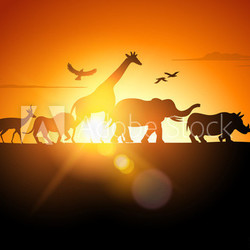 Sunset Safari