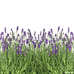 fresh lavender flowers isolated on white