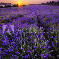 Lavender Field
