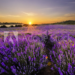 Sunset over lavender field