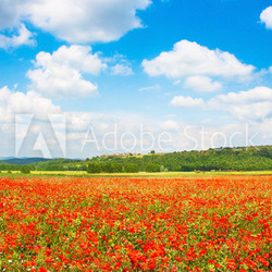 Red poppy field with blue sky in Monteriggioni, Tuscany, Italy