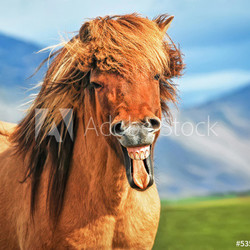 Icelandic horse smiling