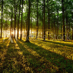 Rays of light
