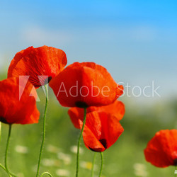 beautiful poppy