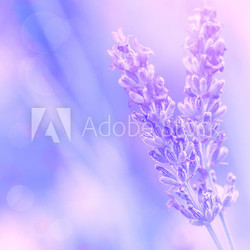 Lavender flower
