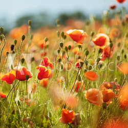 Field of flowers