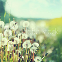 Photo presenting field of dandelions