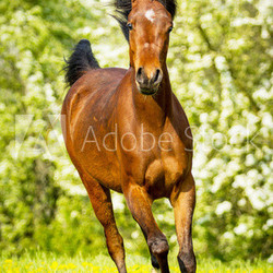 Araber in Bewegung
