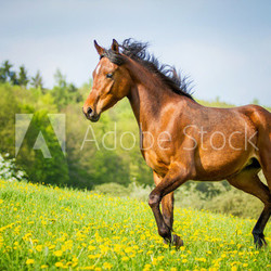 Stolzer Araber