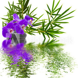composition bambou orchidée galet