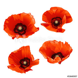 Red poppies
