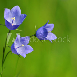 Glockenblume