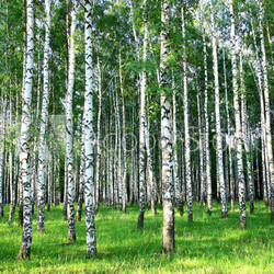 Beautiful summer birch grove in the evening sunlight