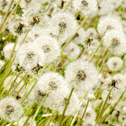 Pusteblumen: Wiese voller Wünsche :)