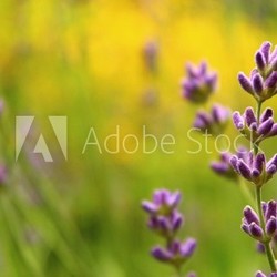 lavendel