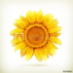 Sunflower, high quality vector illustration