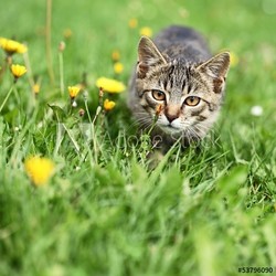 Kitty lurking in grass