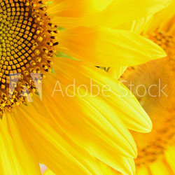 Macro picture of sunflowers