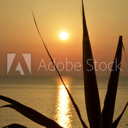 foglie di bambu' al tramonto