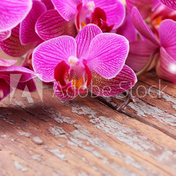 Orchideenblüten auf verwittertem Holz