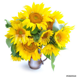 Bouquet of sunflowers are on a white background