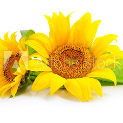 Sunflowers are on a white background