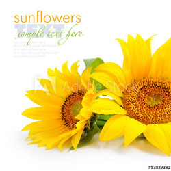 Sunflowers are on a white background