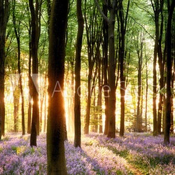 Bluebells in sunrise light
