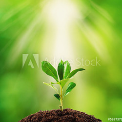 Small plant on pile of soil, part of it reflected