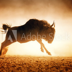 Blue wildebeest running in dust